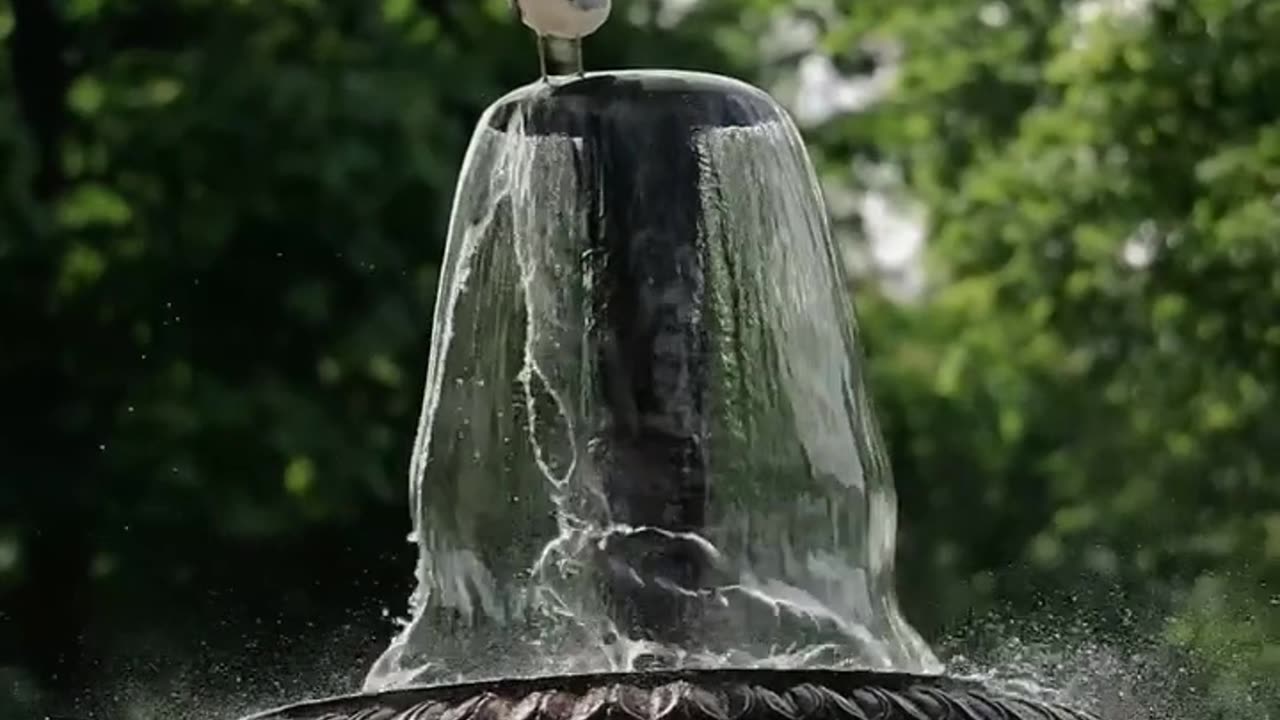 Nature and Animals