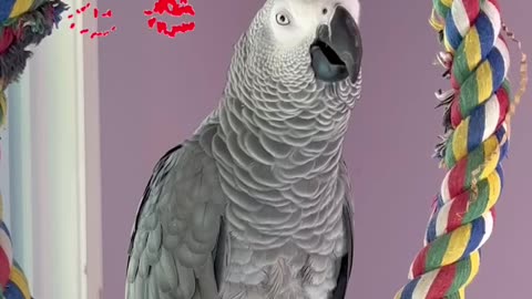 parrot says i love you big kiss so funny and cute! 💋😂