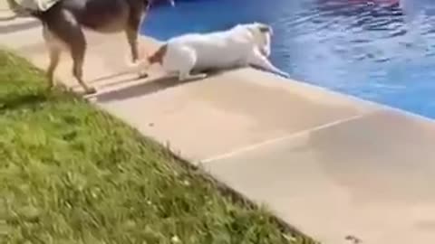 Funny Animals 2025 😂 - Funniest Cats and Dogs video 🐱 🐶 #shorts