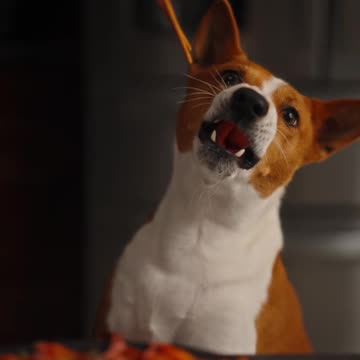 🍣 Fresh & Flavorful Salmon Crudo – A Light & Elegant Dish! ✨