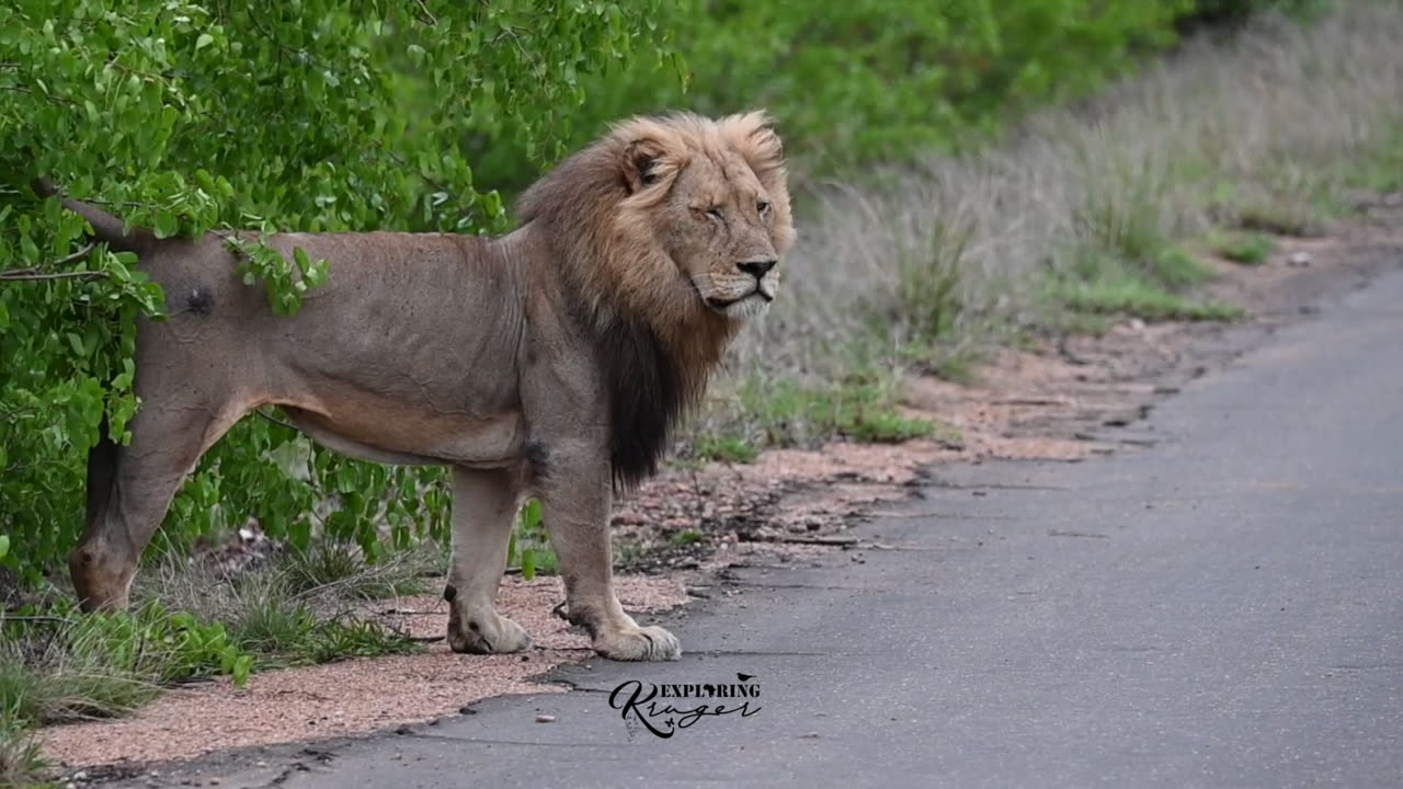Winking Roaring Male Lion