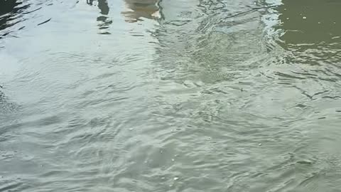 Alligator Swims With Lemon Sharks