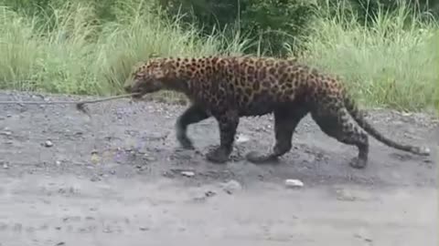 Tiger Attack