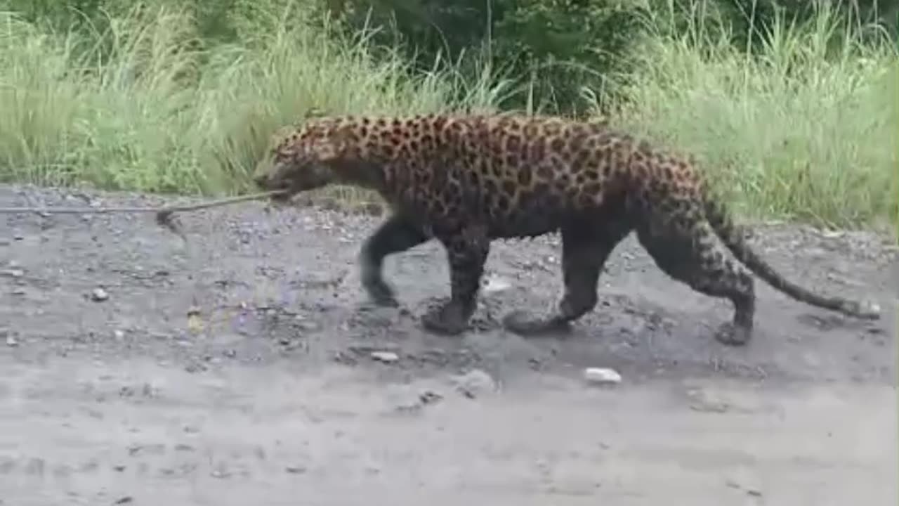 Tiger Attack