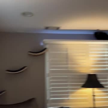 Cats should be paying the mortgage 😊