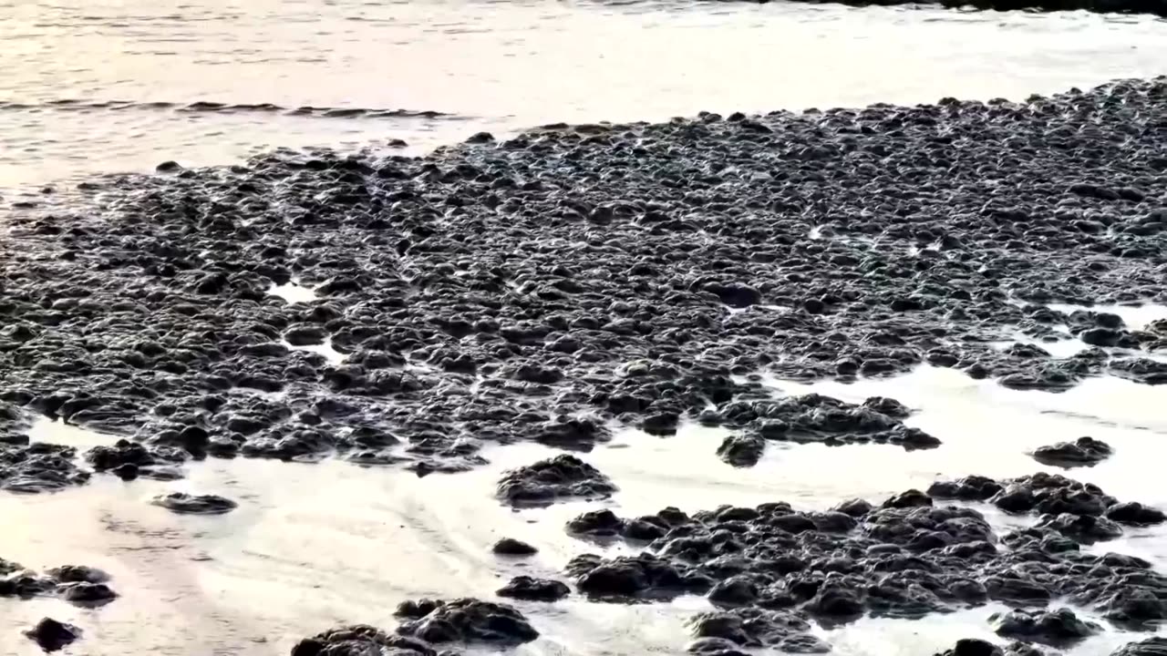 Coastal Tunisian town transformed into environmental 'nightmare'