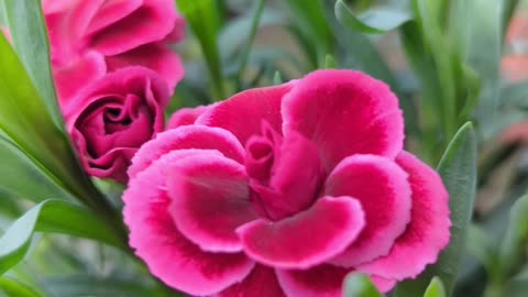 Carnations