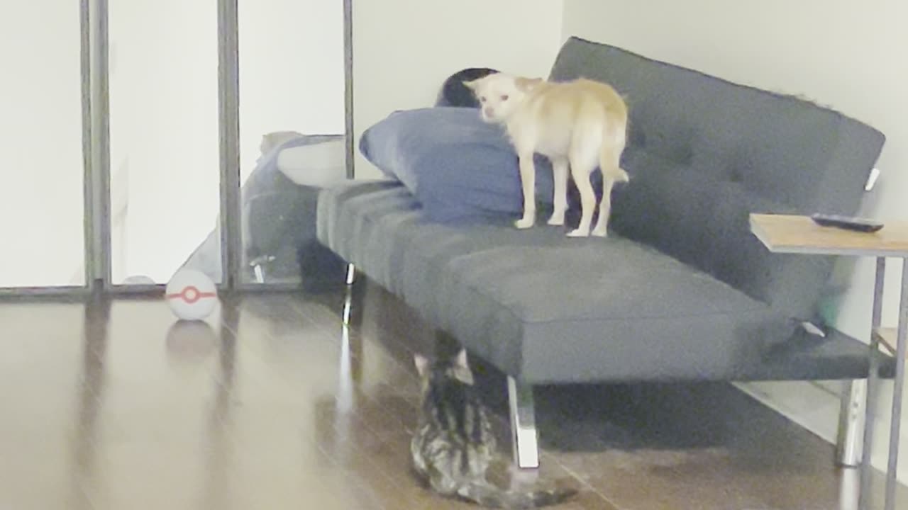 Sneak Attack From Lurking Cat