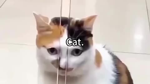 Cute Animals 🐾 Adorable Compilation That Will Melt Your Heart