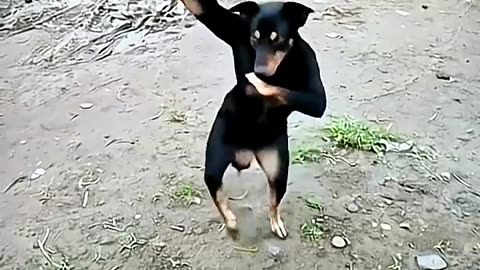 haw possible 🤔 dog dance | ai video