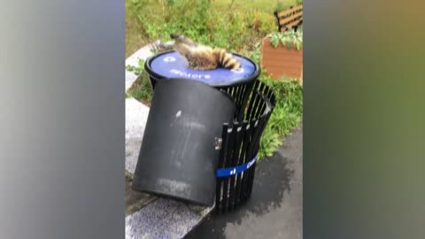 Awesome Funny Animal Videos