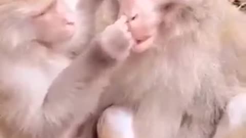 funny monkeys
