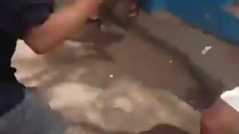 Gorilla Knife Fight