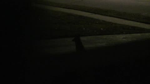 Fox Screaming at Night