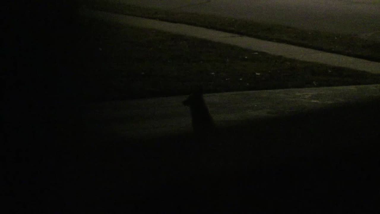Fox Screaming at Night