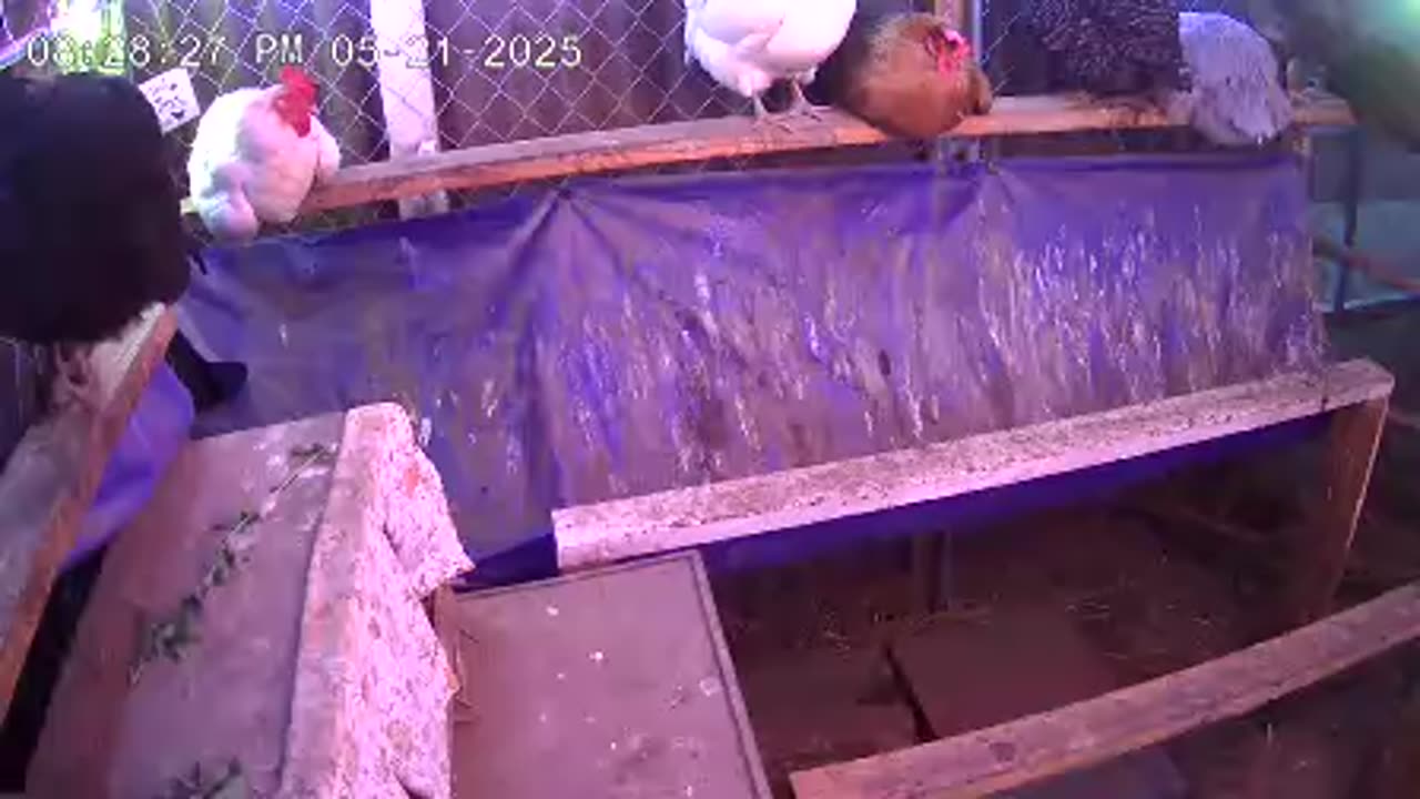 Wednesday Night Perch Up Cam3