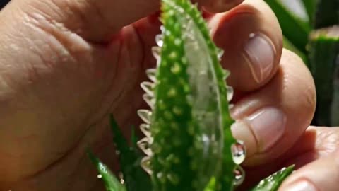 🌿 Aloe Vera: Nature’s Ultimate Skin Healer! | Amazing Aloe Vera Fact ✨