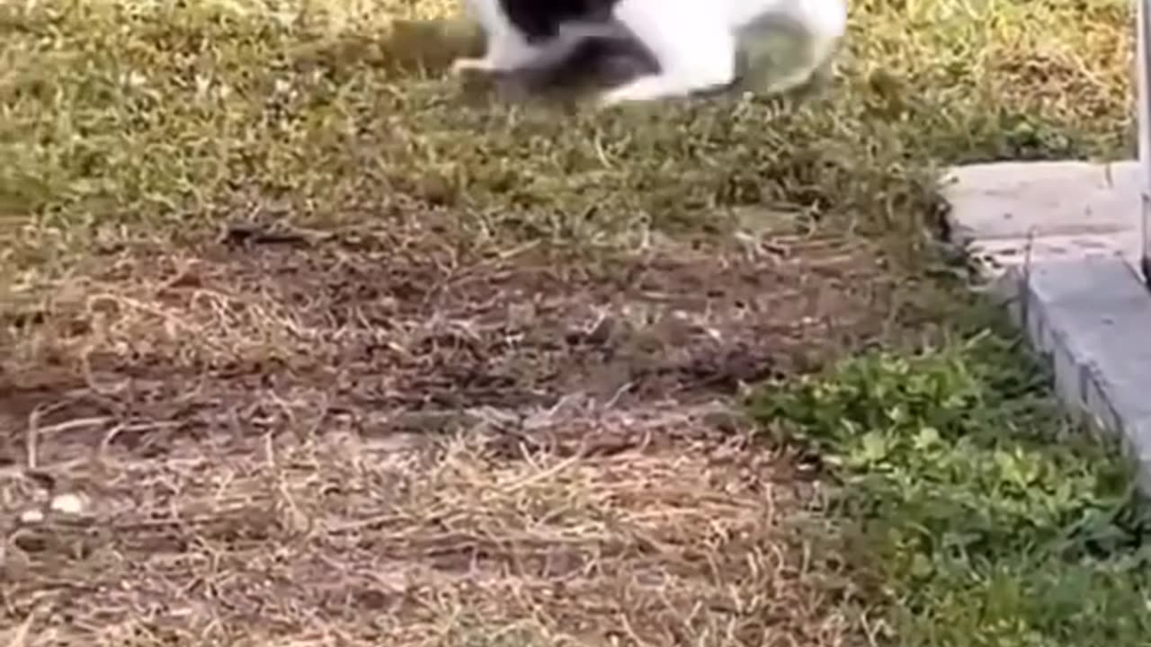 Funny animals