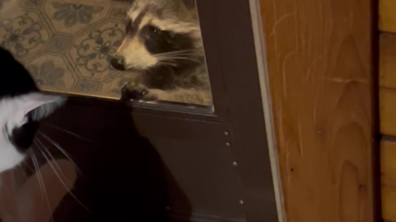 Cat and Raccoon Meet Through a Glass Door