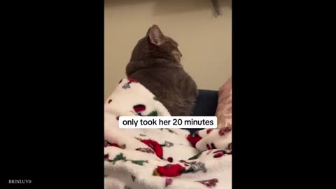 Funniest Animals Videos