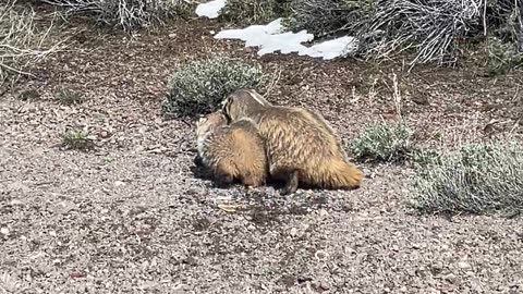 Grumpy Badger Cub Tries to Pick a Fight