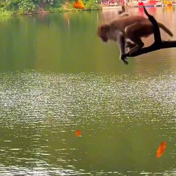 Sad monkey 🐒| animal video| monkey