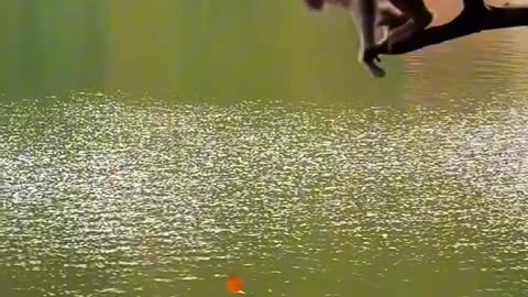 Sad monkey 🐒| animal video| monkey