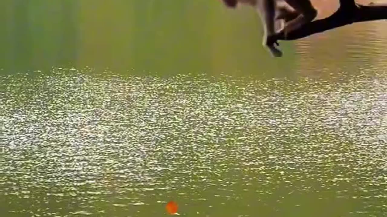 Sad monkey 🐒| animal video| monkey