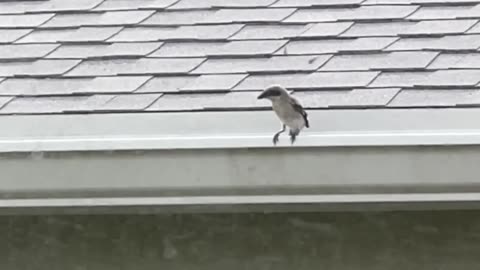 Loggerhead Shrike juveniles 5-20-2025