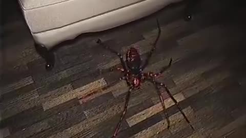 Arachnophobia #spider #shorts