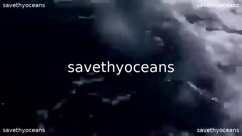 Killer Whales Are Chasing A High Speed Boat