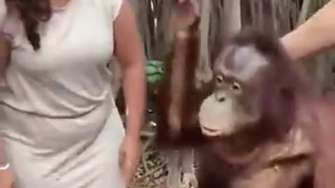 Cute animal orangutan