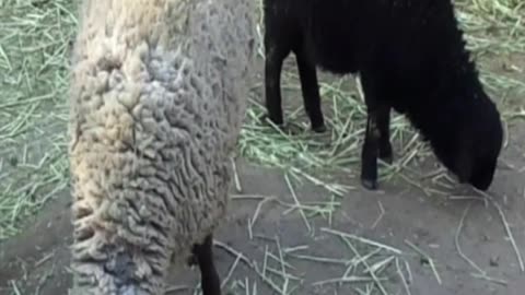 sheep