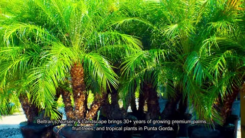 Beltran's Nursery & Landscape in Punta Gorda