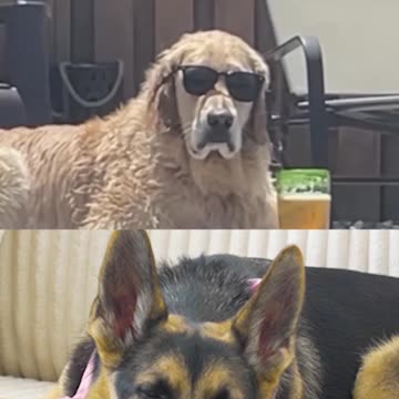 Coolest dog you will ever see