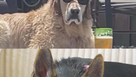 Coolest dog you will ever see