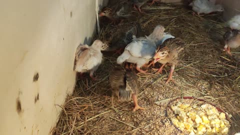 Guinea Fowl Keets Day 15, and Day 1