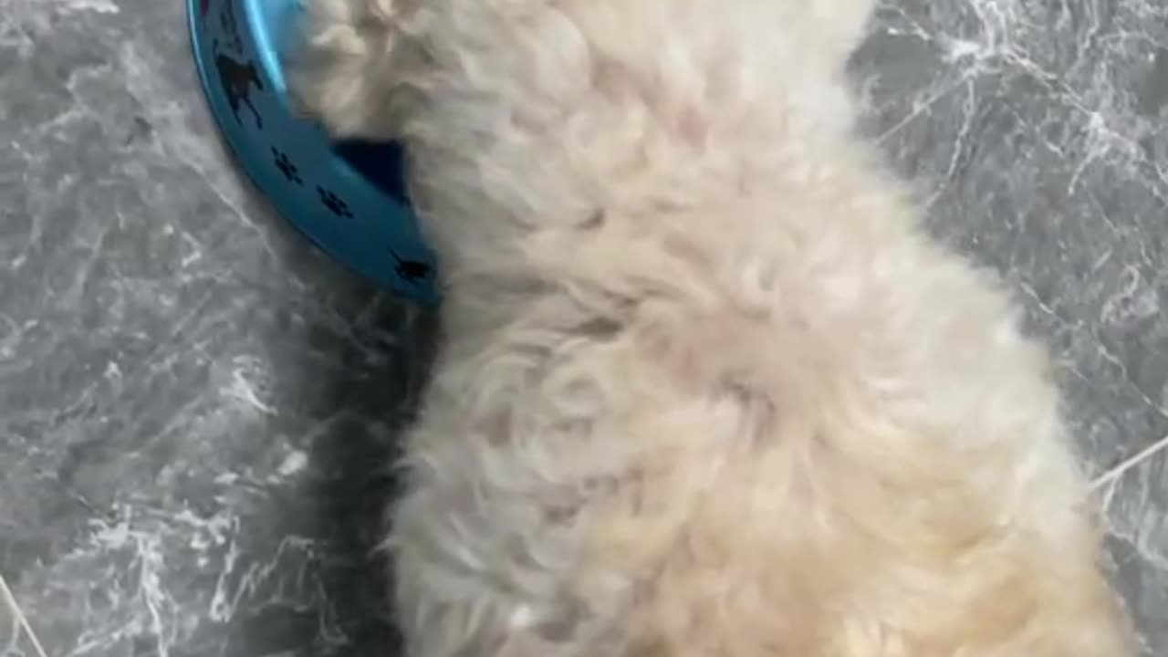 Mini dog