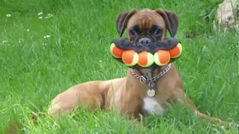 Dogs Doing Funny Things 🐶🦮🐕