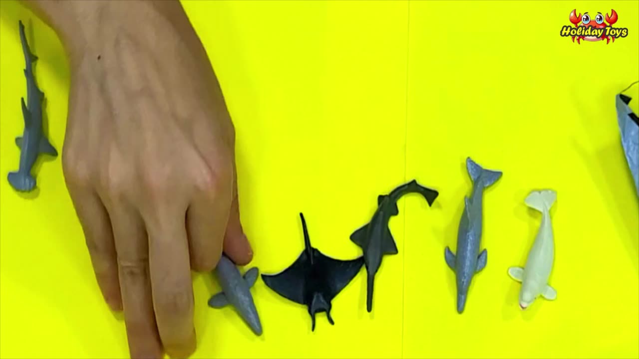 Sharks and Hammerhead Sharks Together Looking for Fish to Eat