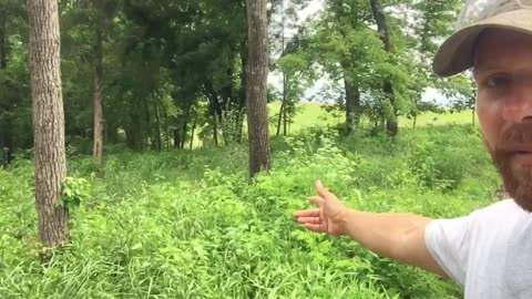 Following Up On Experimental Food-plot for Whitetail Deer and Turkey