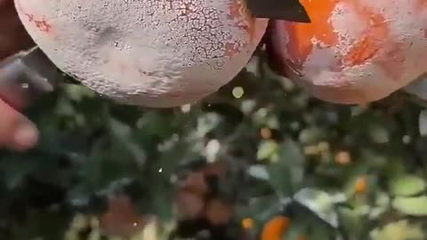 Juice gushes out from the Ehime tangerine in Japan