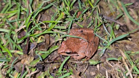 Wood frog.