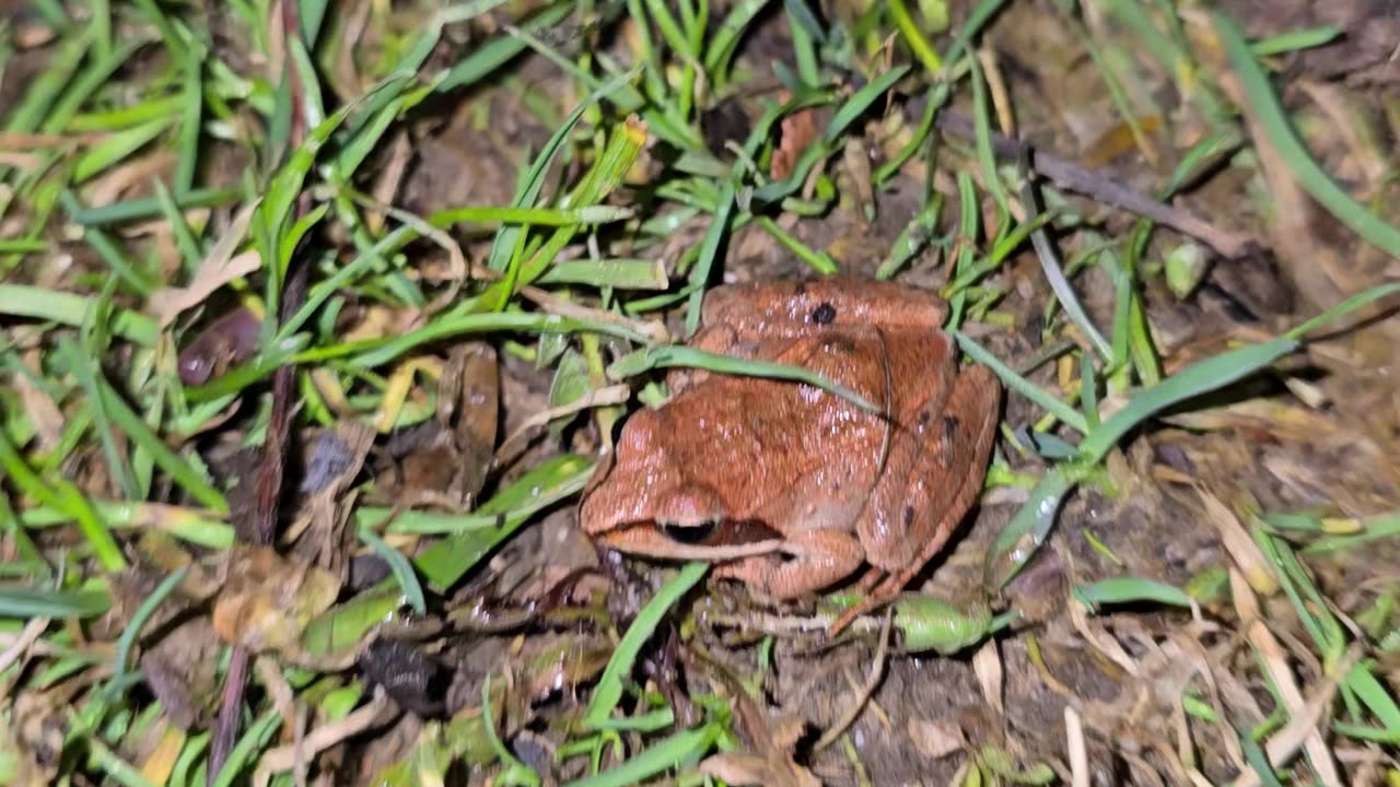 Wood frog.