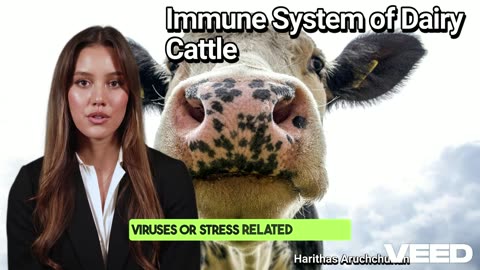 Immune System of Dairy Cattle