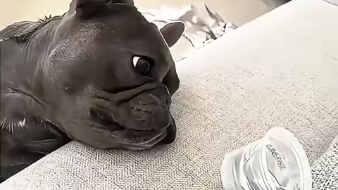 🤣 Funniest Pets Ever! Cute & Funny Animal Moments That Will Make You Laugh