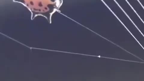 Web construction