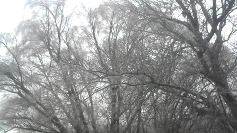 POND5 FROZEN ICICLES WATER SCULPTED TREES