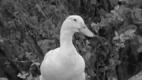Everything's Ducky (1961) Full movie | Comedy