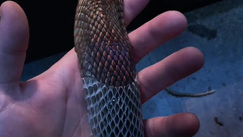 Satisfying Shedding of Snake Skin
